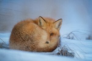 Fluffy Fox to Forbidden